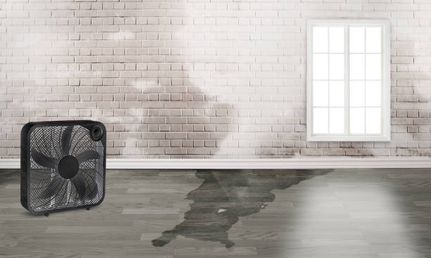 Best Water damage restoration near me  in Madison, FL